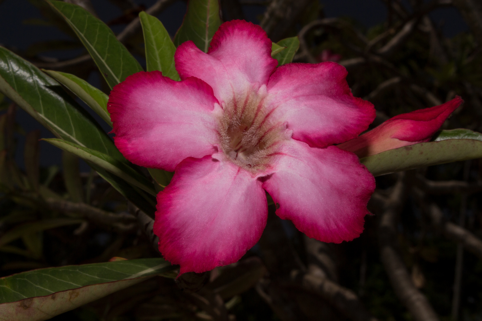 Adenium obesum / Desert Rose