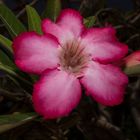 Adenium obesum / Desert Rose