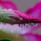 Adenium obesum