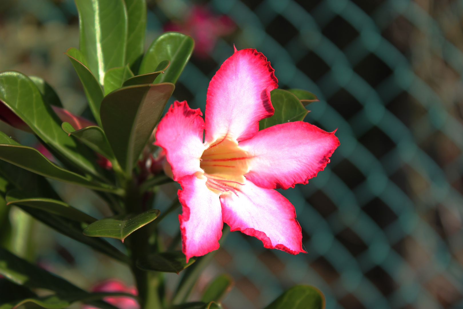 Adenium obesum II