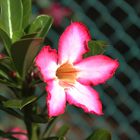 Adenium obesum II