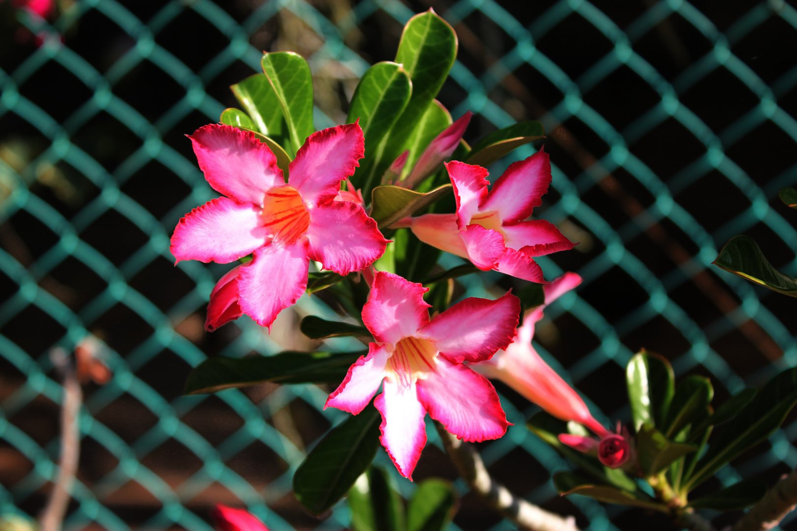 Adenium obesum III