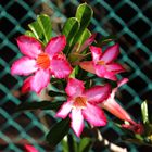 Adenium obesum III