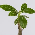 Adenium socotranum