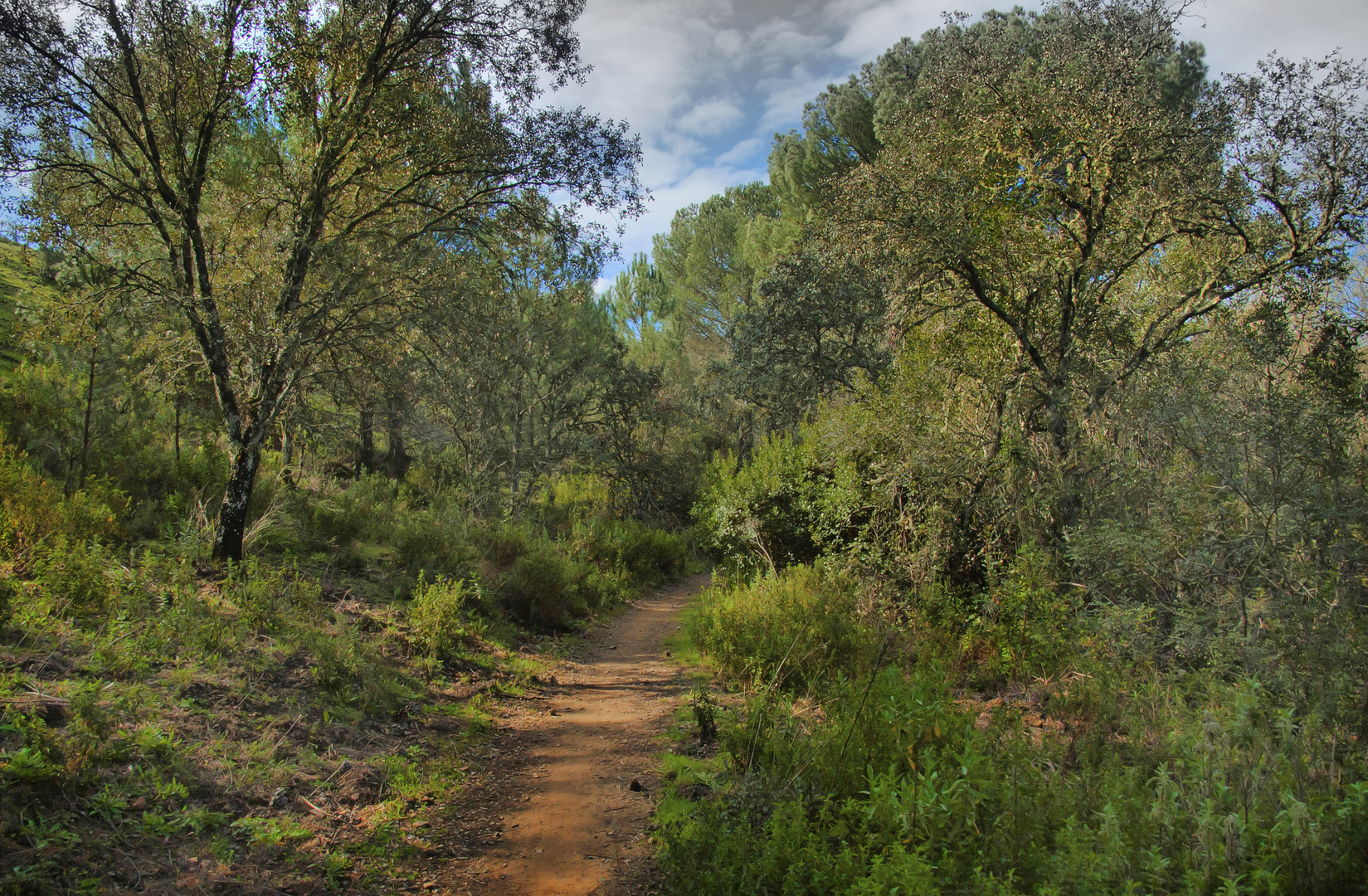 ADENTRARSE EN EL BOSQUE