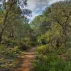 ADENTRARSE EN EL BOSQUE