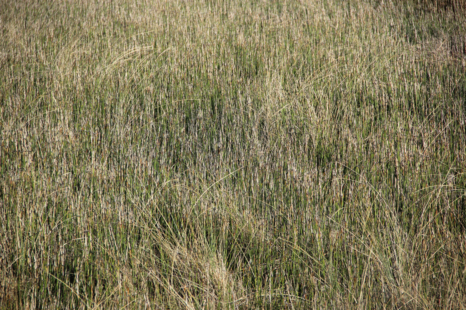 Adéntrate en la naturaleza