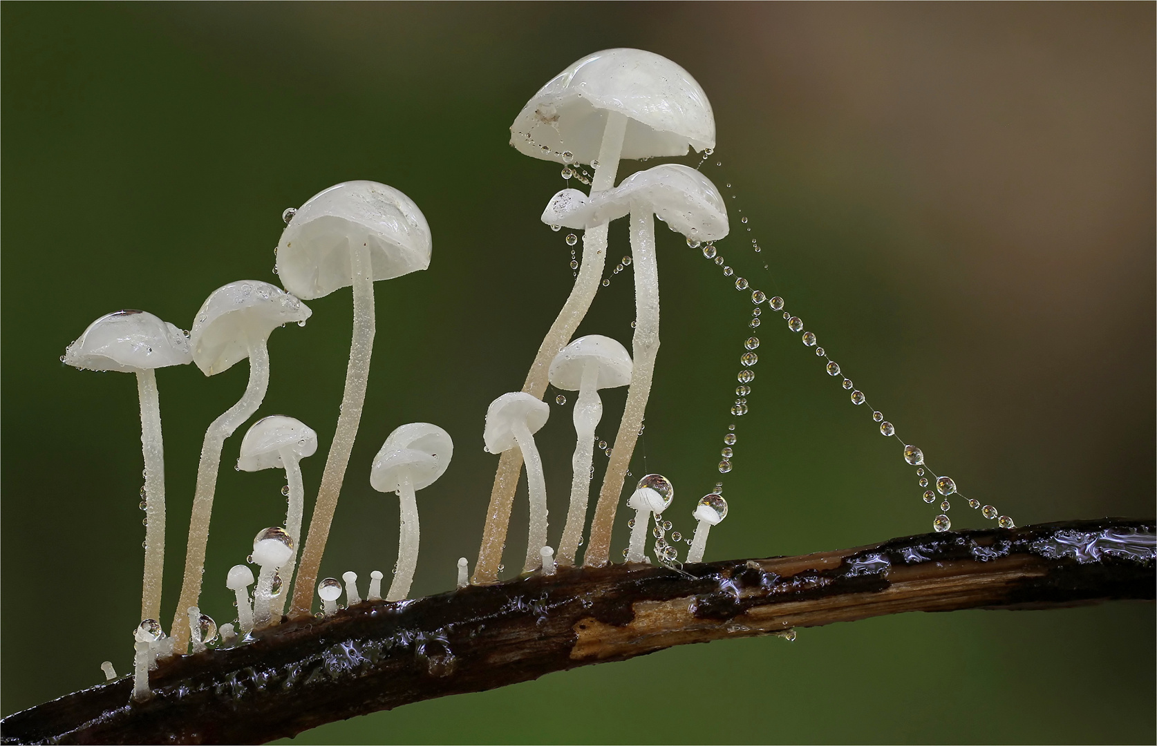 Aderblättriger Schwindling Marasmius-epiphyllus