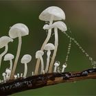 Aderblättriger Schwindling Marasmius-epiphyllus