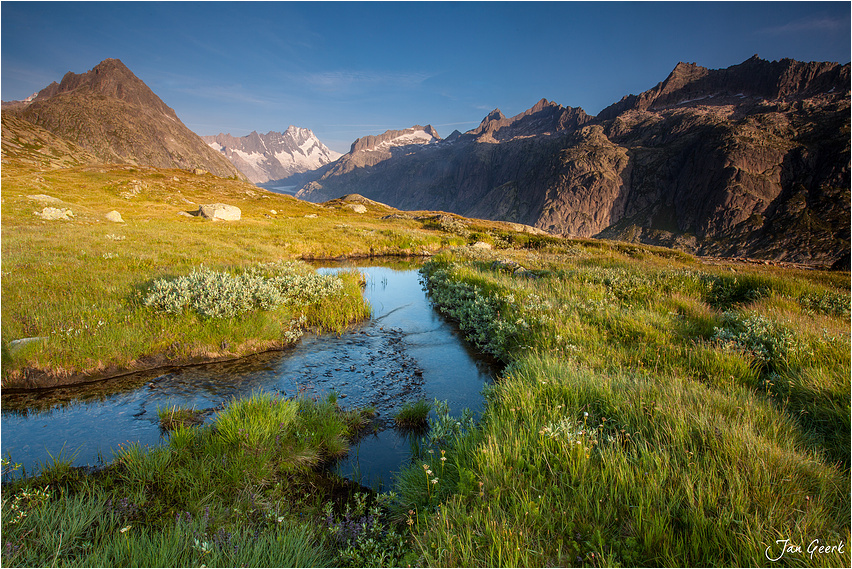 Adern des Lebens