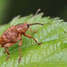 Adern-Eichelbohrer (Curculio venosus)