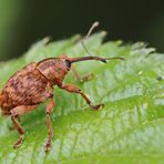 Adern-Eichelbohrer (Curculio venosus)