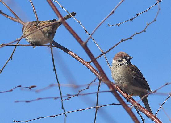 Adesso vado via...non ne posso più....