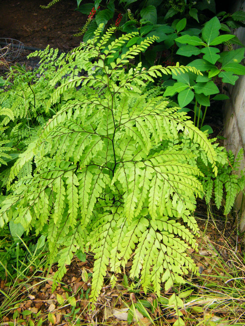 Adiantum.maidenhair fern