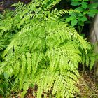 Adiantum.maidenhair fern