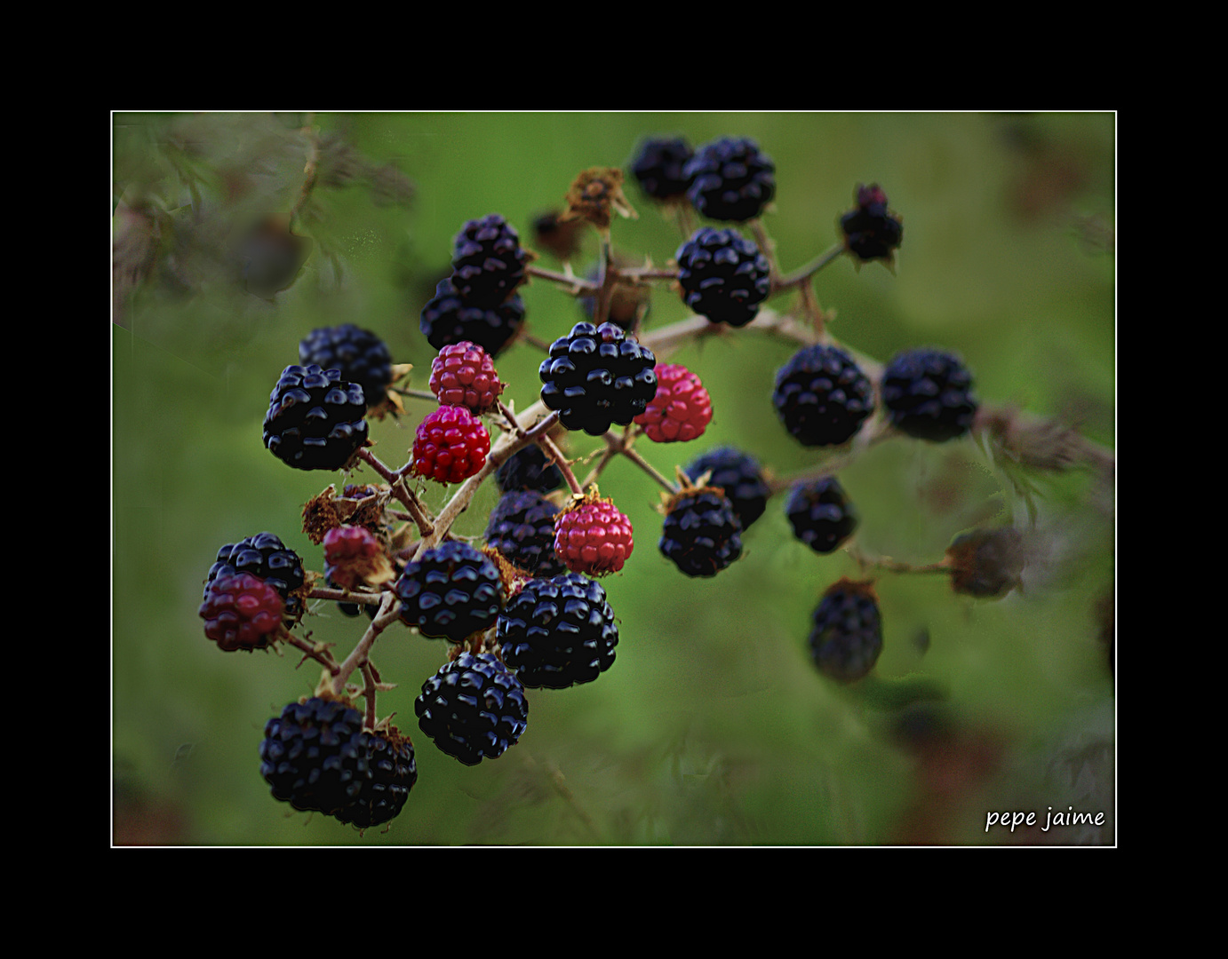 Adicto a las moras