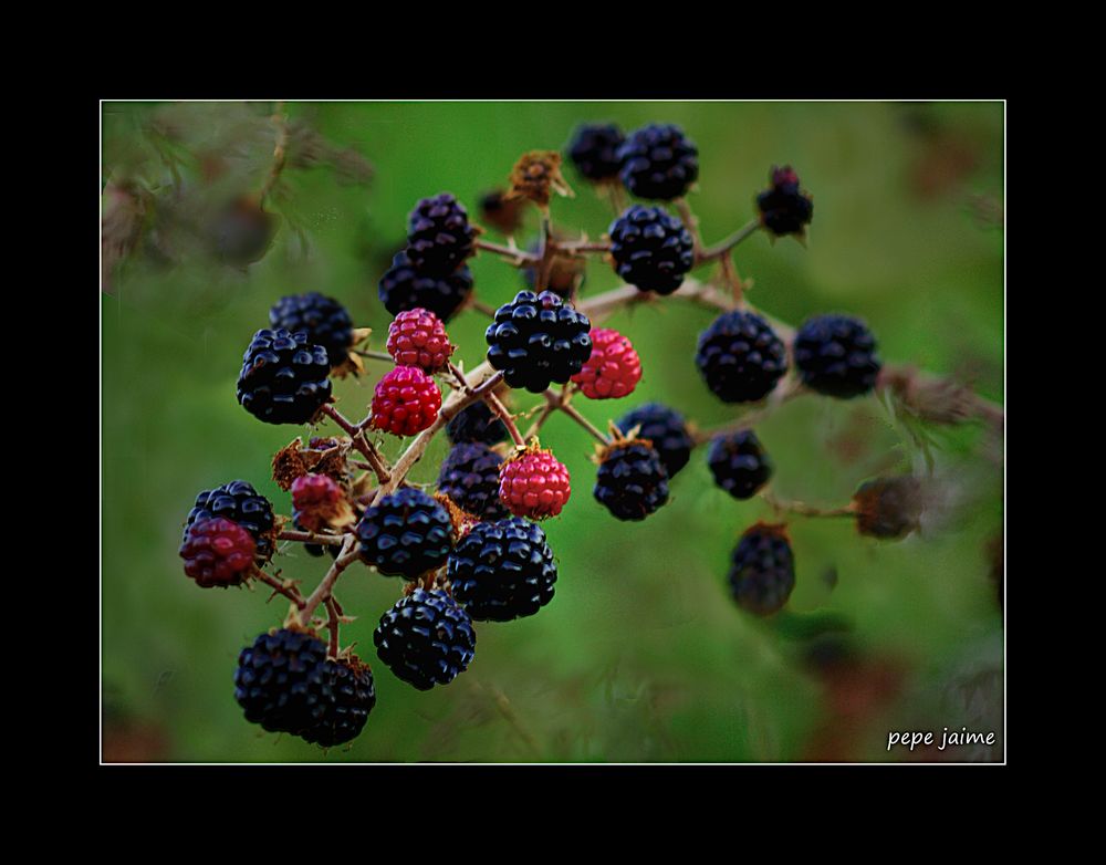 Adicto a las moras