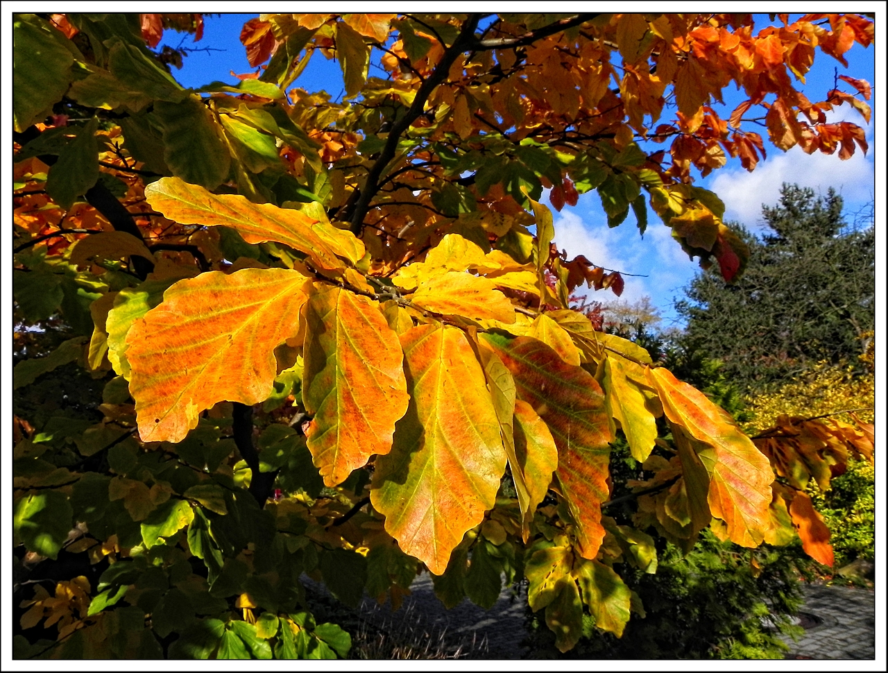 Adieu goldener Oktober