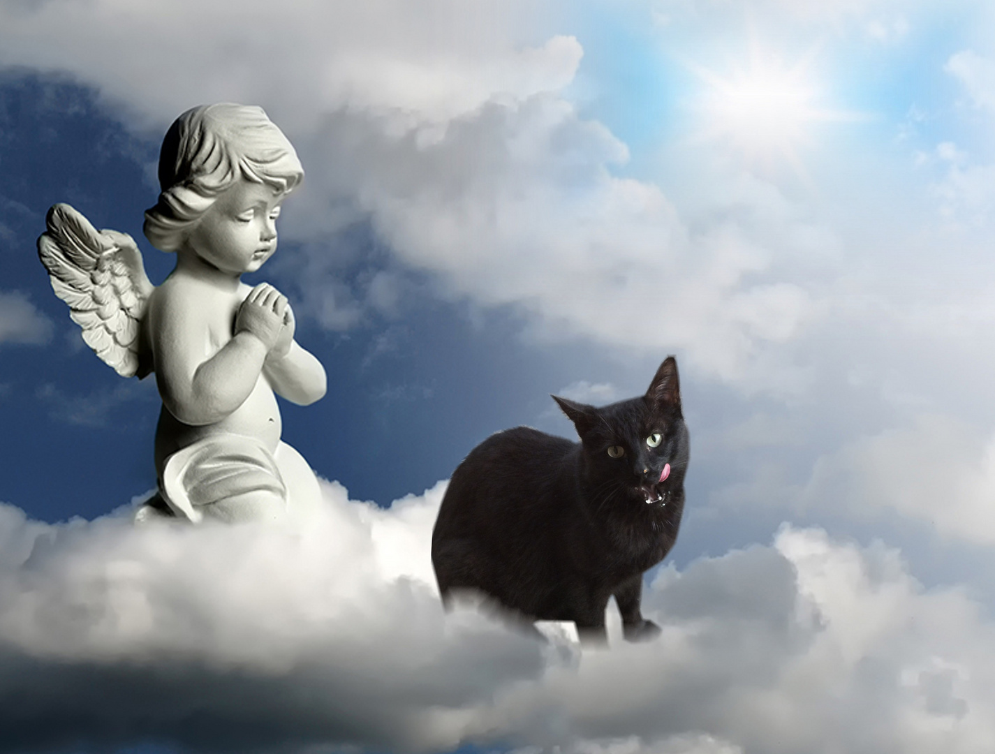 Adieu petit chat noir