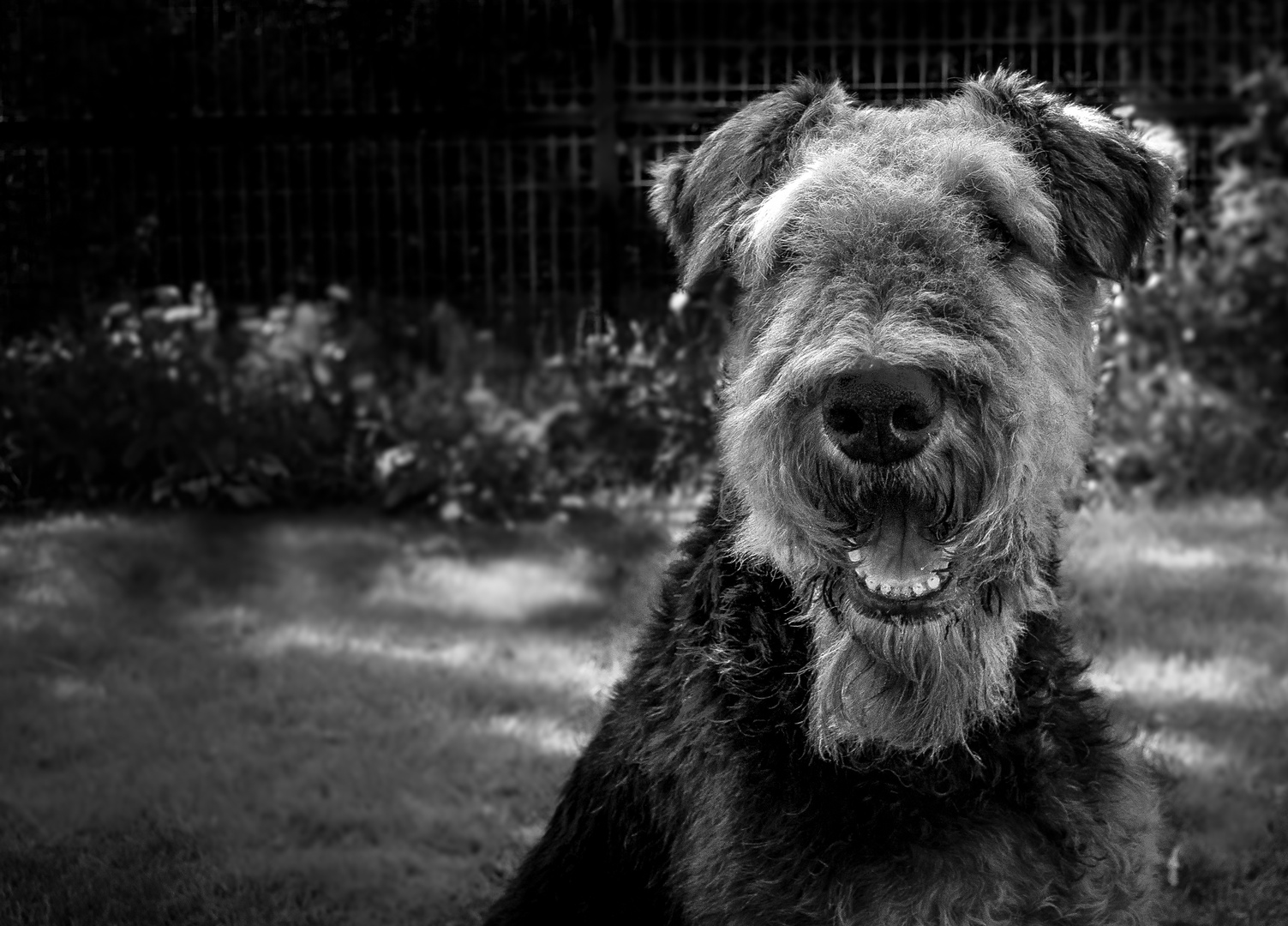 Adina (AIredale Terrier )