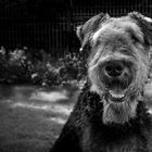 Adina (AIredale Terrier )