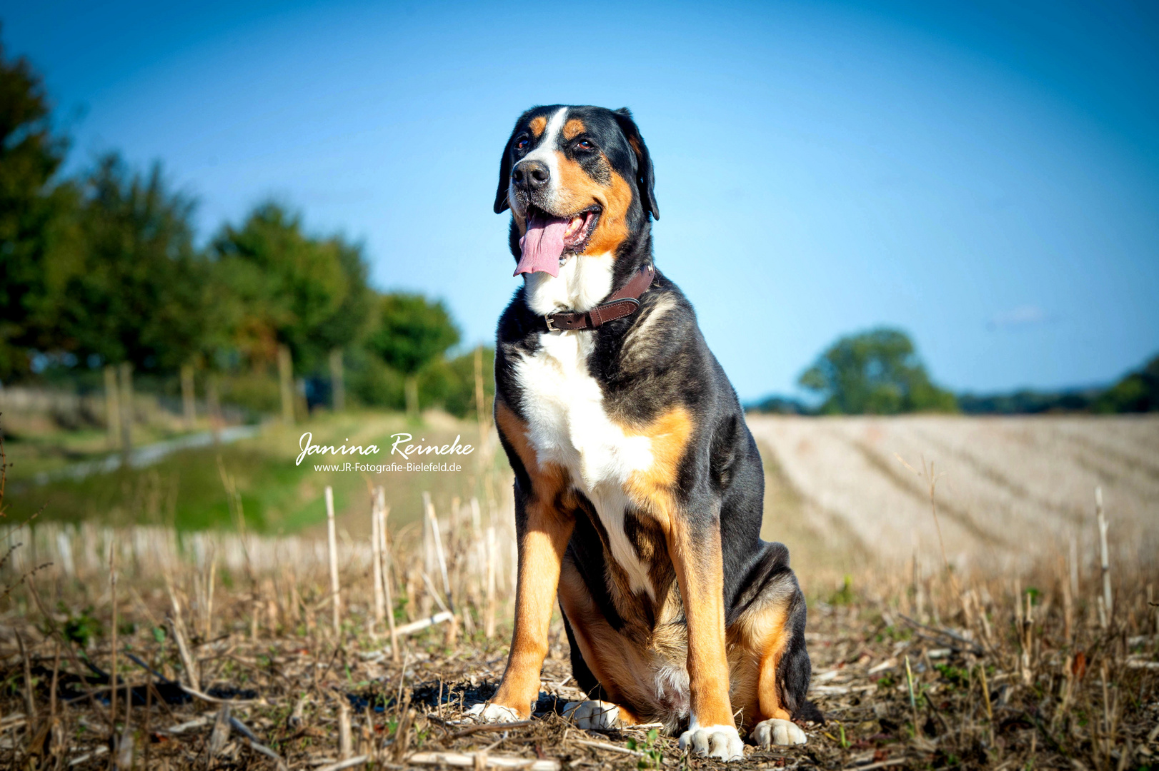 Adina im Feld