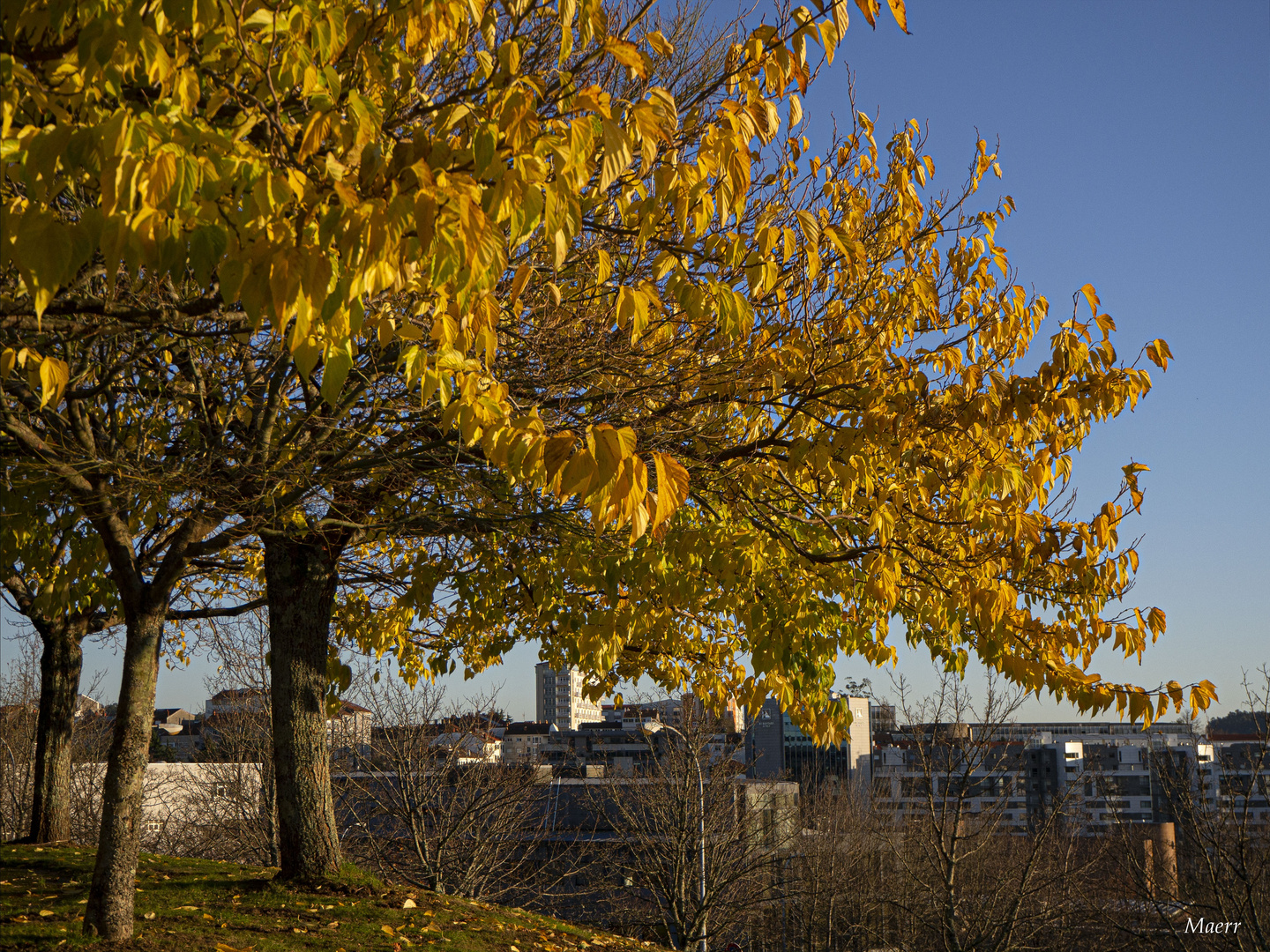 Adios al Otoño