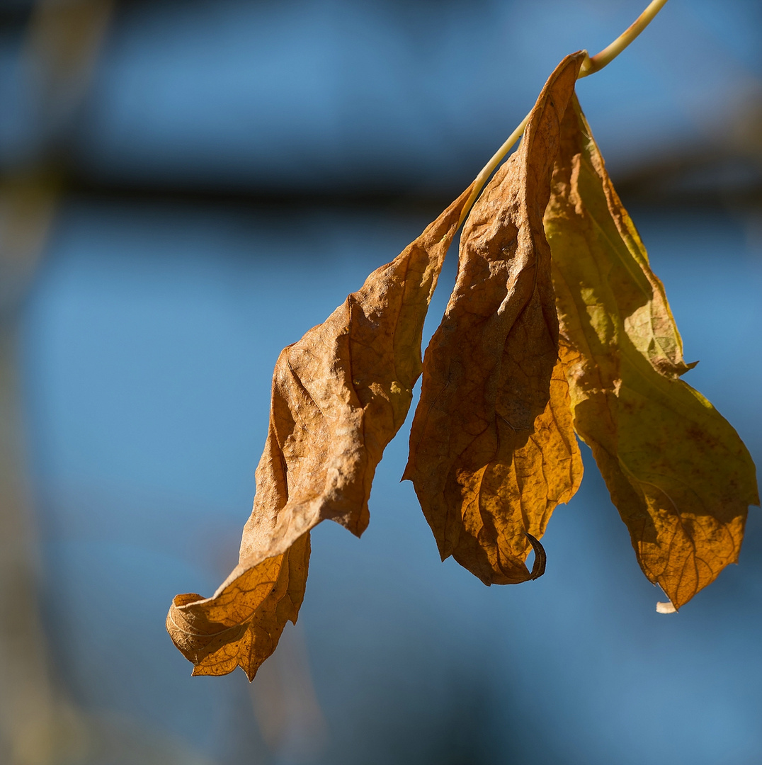 Adios  otoño 