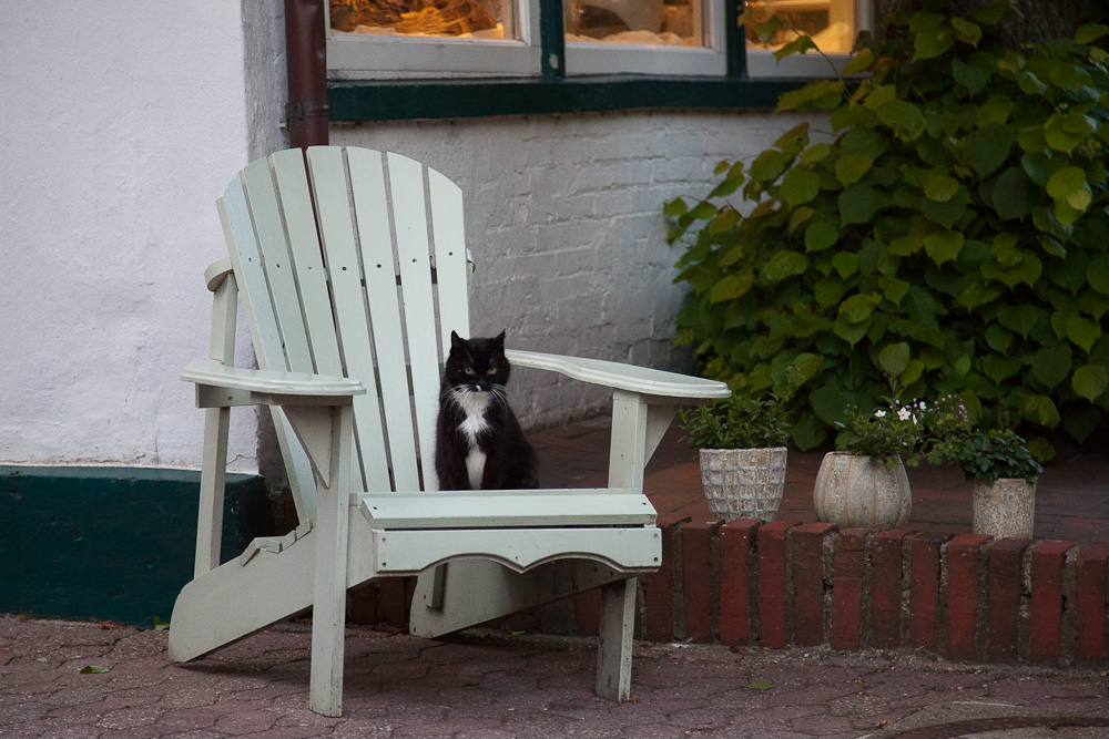 Adirondack-Stuhl mit Katze