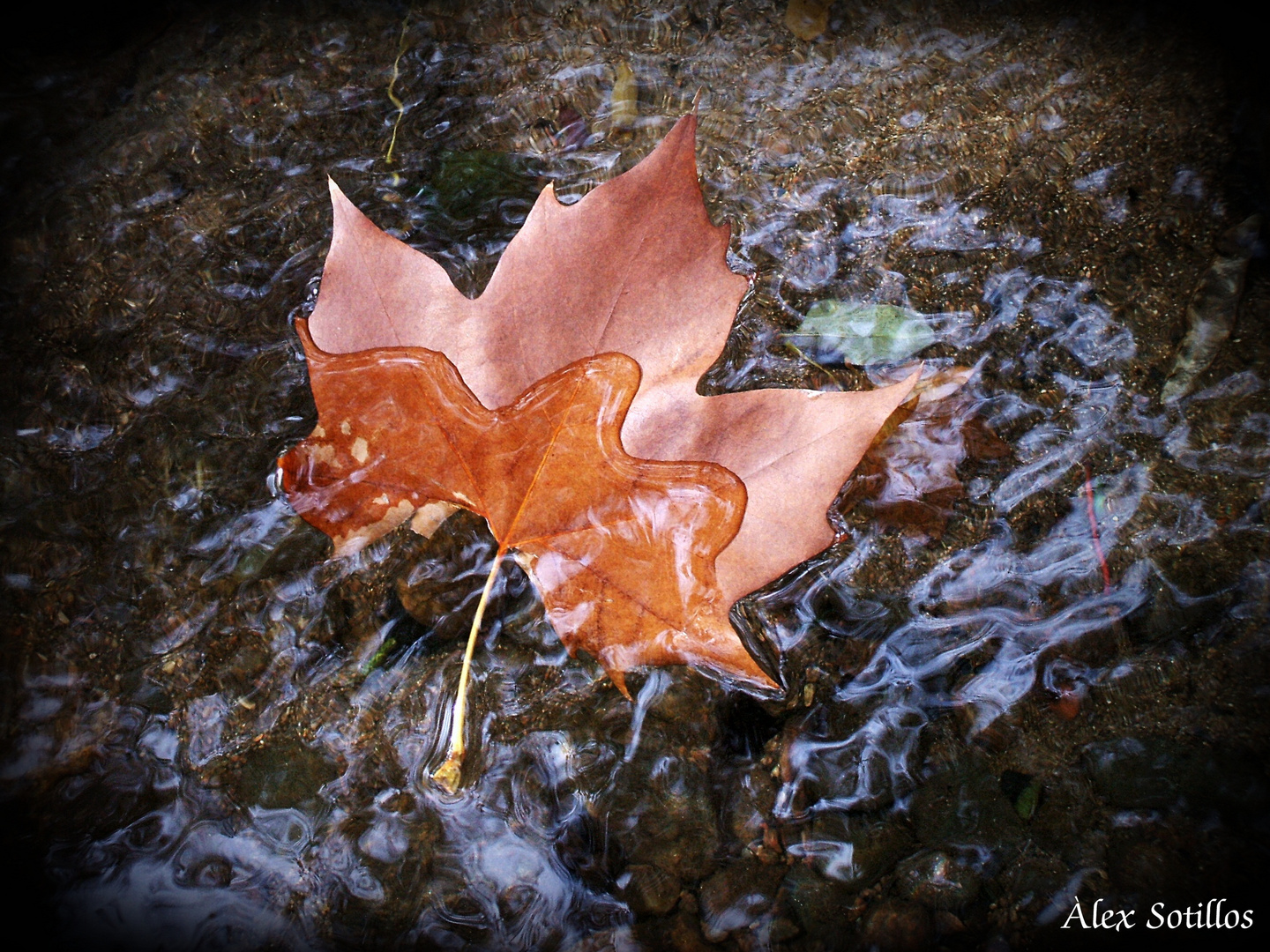 ADIÓS OTOÑO