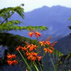 Adjuntas