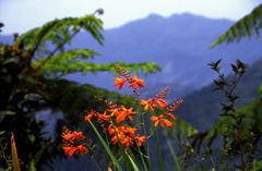 Adjuntas