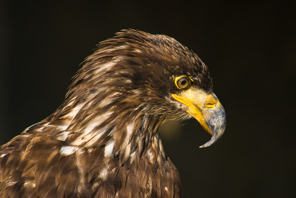Adler Foto & Bild tiere, zoo, wildpark & falknerei, vögel Bilder auf
