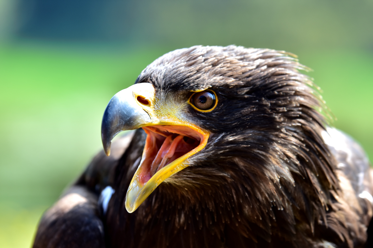 Adler Foto Bild Vogel Wildlife Schnabel Bilder Auf Fotocommunity