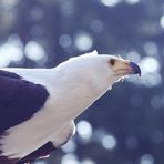 Adler