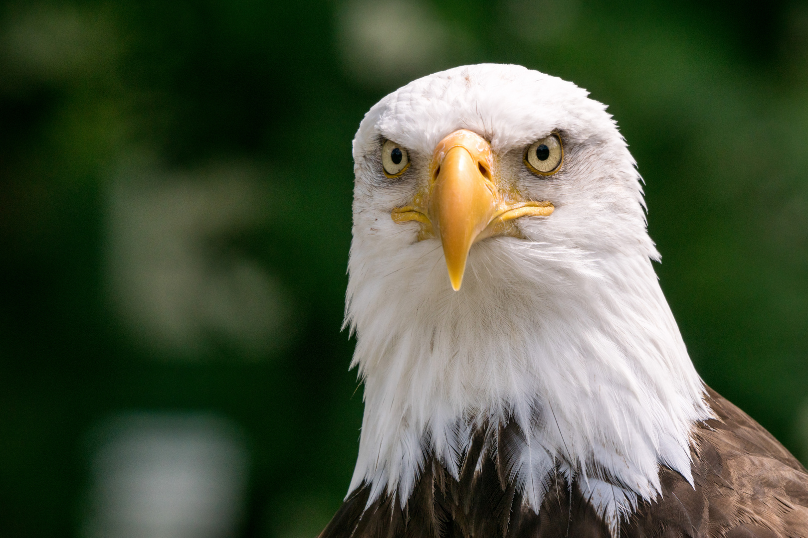 Adler Foto & Bild | tiere, zoo, wildpark & falknerei, vögel Bilder auf