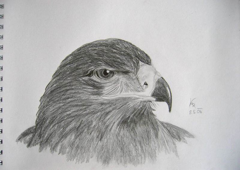 Adler Foto Bild 2d Grafik Zeichnungen Digiart Bilder Auf Fotocommunity