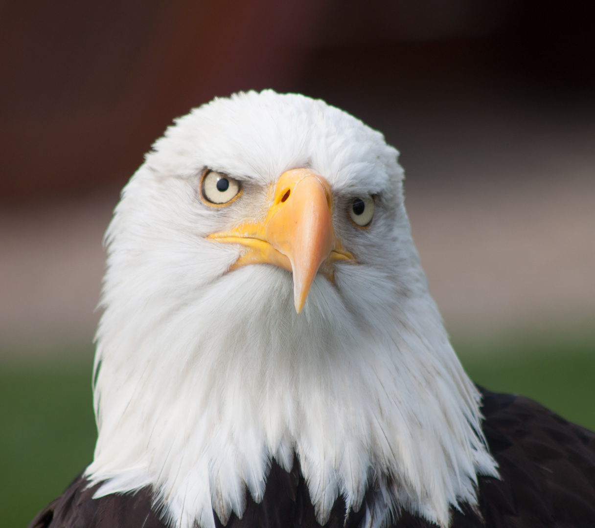 Adler Foto Bild anfängerecke nachgefragt nachgefragt