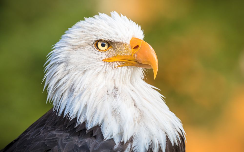 Adler Foto & Bild fotos, grün, natur Bilder auf