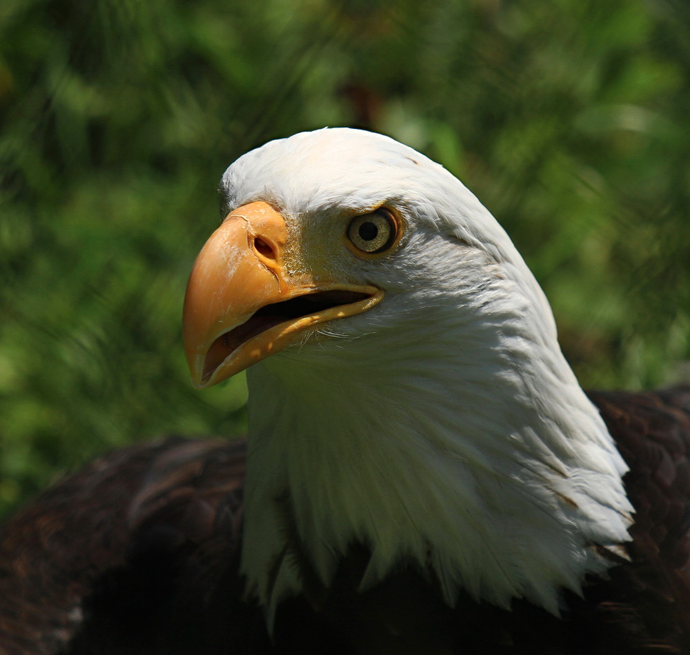Adler Foto & Bild natur, vögel Bilder auf