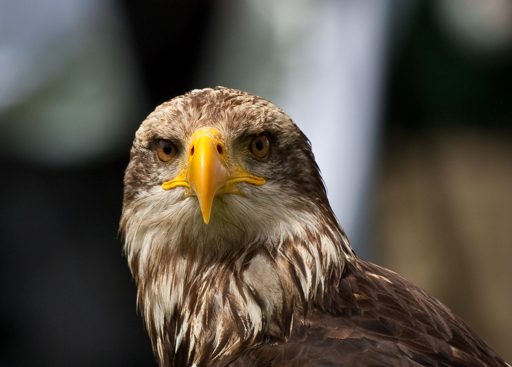 Adler Foto & Bild | tiere, zoo, wildpark & falknerei ...