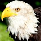 Adler