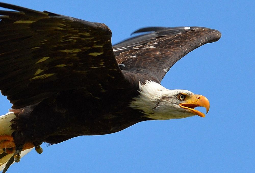 Adler Foto & Bild vögel, falknerei, 04.07.2016 Bilder auf