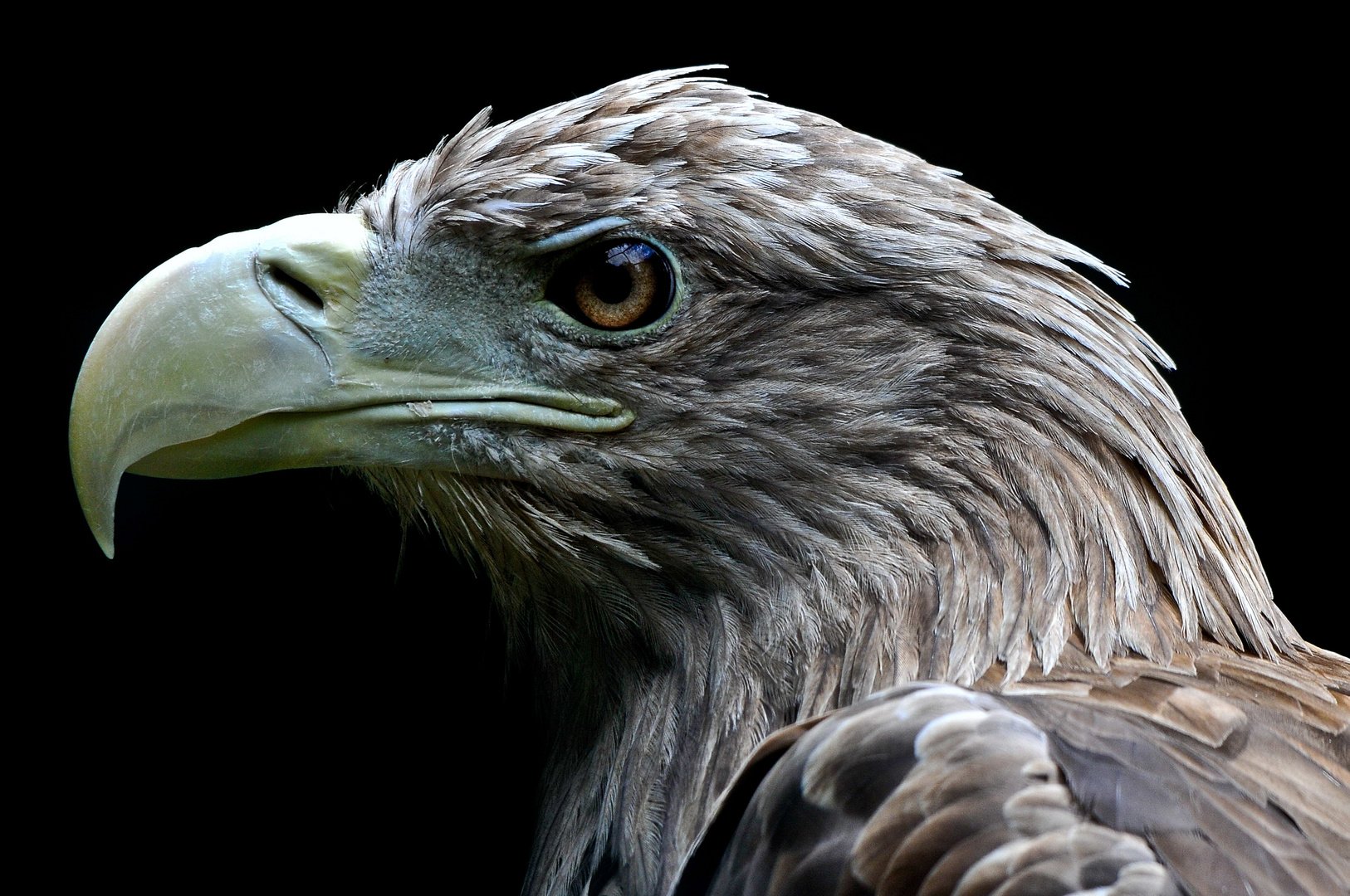 Adler Foto Bild tiere zoo wildpark falknerei vögel Bilder auf Adler Foto Bild tiere zoo wildpark falknerei vögel Bilder auf