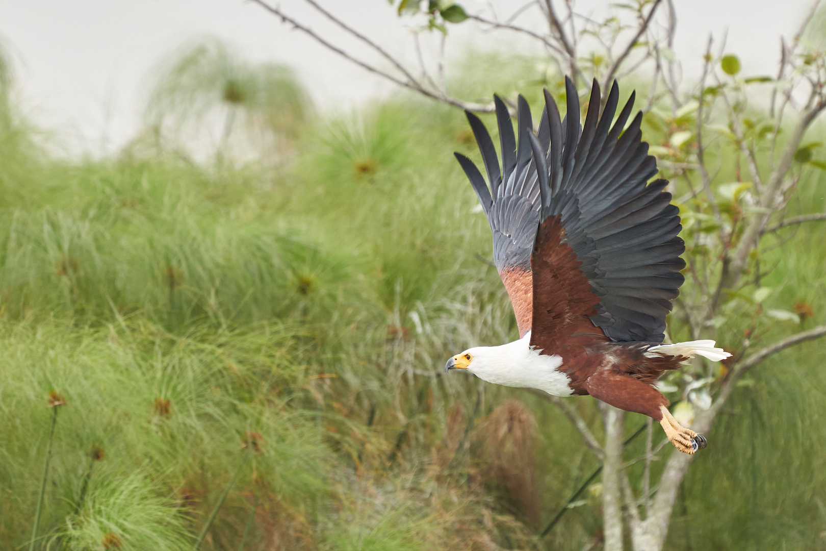 Adler (Afrikanischer Schreiseeadler) en passant