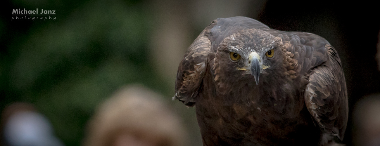 Adler - alles voll im Blick... all in full view