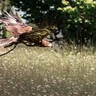 Adler am Feldberg