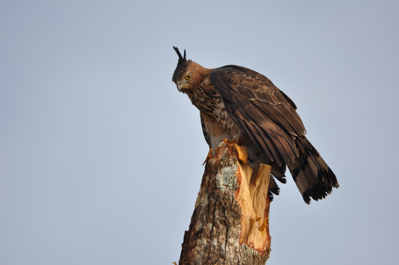 Adler am Kinabatangan in Borneo/Malaysia