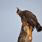 Adler am Kinabatangan in Borneo/Malaysia