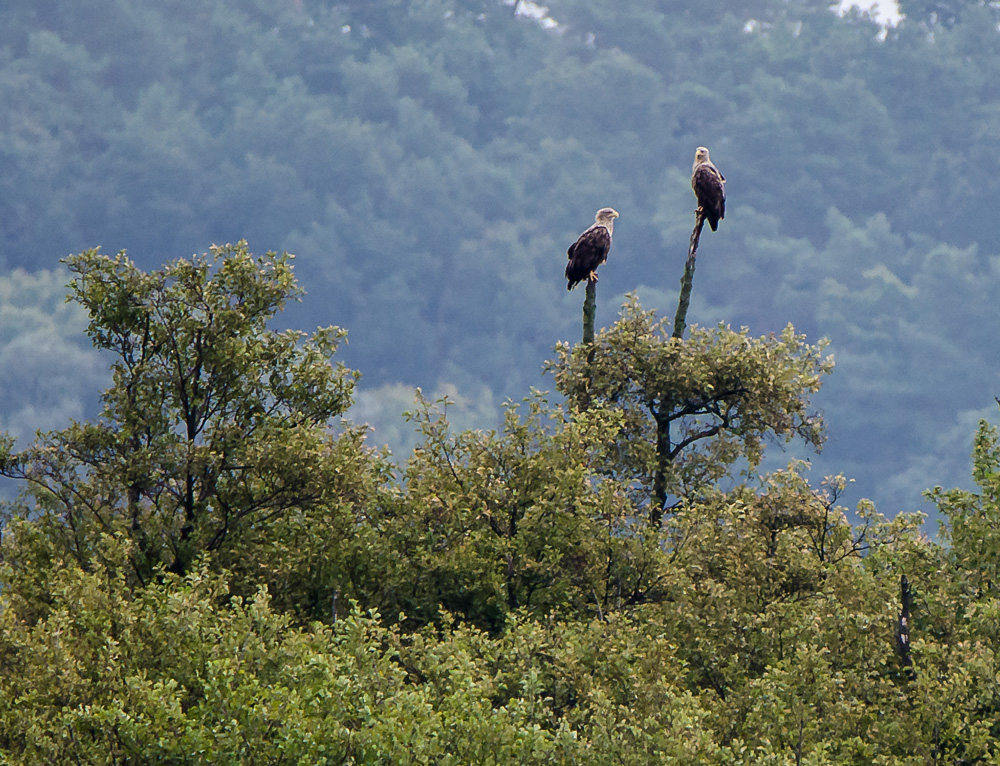 Adler am Morgen